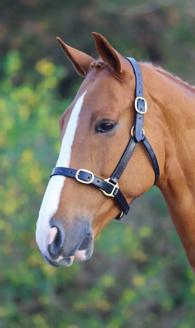 Blenheim Fully Adjustable Leather Headcollar in Black
