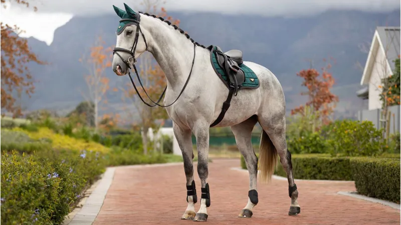 LeMieux Loire Classic Close Contact Square Spruce