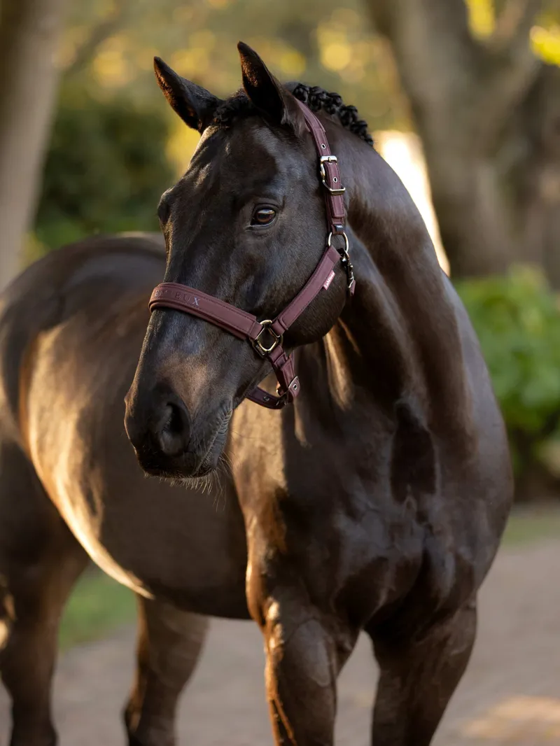 LeMieux - Essence Headcollar Damson-1