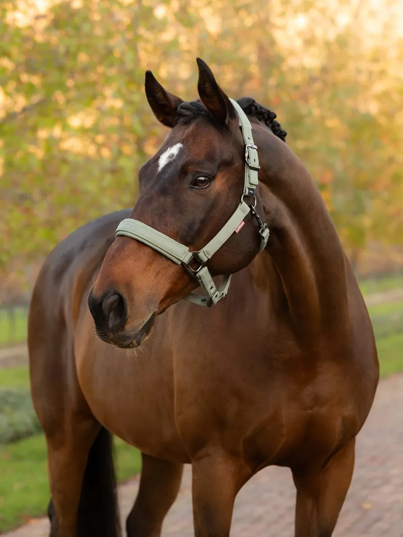 LeMieux - Essence Headcollar Rosemary-1